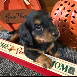 Toby - Black and tan male Dachshund puppy in Keota, Oklahoma from Skyview Doxie Ranch