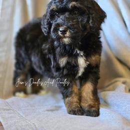 Aussiedoodle, Bernedoodle, Cockapoo, Miniature Australian Shepherd, Poodle, and Sheepadoodle Puppies from Jam's Doodles And Poodles