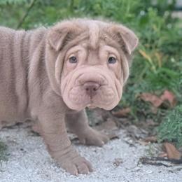 Chamomile - Lilac dilute female Chinese Shar-Pei puppy in Lehigh Acres, Florida from Florida Wrinkles