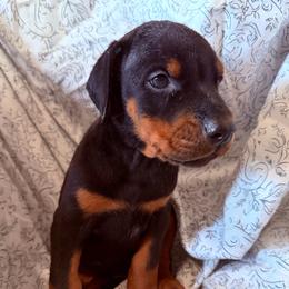 Kaiser - Black and rust male Doberman Pinscher puppy in Peru, Indiana from De luxe dobermans