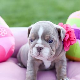 Bulldog and French Bulldog Puppies from Bully Life Farms