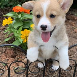 Pembroke Welsh Corgi Puppies from Cahas Corgis