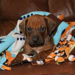 Rhodesian Ridgeback Puppies from On The Rocks Rhodesian Ridgebacks