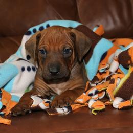 Rhodesian Ridgeback Puppies from On The Rocks Rhodesian Ridgebacks