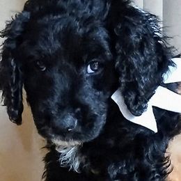 Bernedoodle Puppies from Doodles Divine Michigan