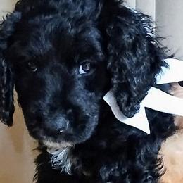 Bernedoodle Puppies from Doodles Divine Michigan