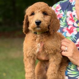Hamlet - Apricot male Poodle puppy in St. Johnsbury, Vermont from Poodles of the Northern Woods