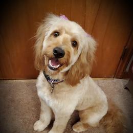 Jada  - Goldendoodle