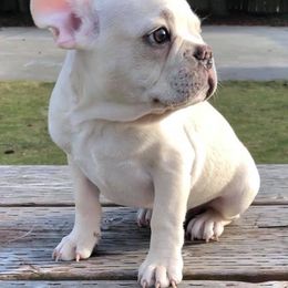 French Bulldog Puppies from Shell Creek Kennels