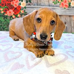 Red Dapple Male Smooth Coat - Red male Dachshund puppy in Cleveland, Tennessee from Kelly's Doxie Farm