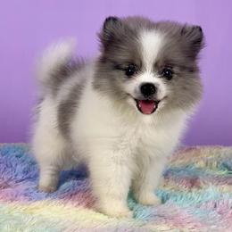 Black merle parti boy - Blue merle male Pomeranian puppy in California from Ray of Poms