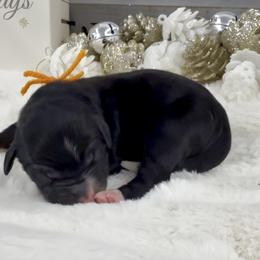 Elf - Tri-color male Bernedoodle puppy in Hegins, Pennsylvania from Bubbling Springs Doodles, LLC