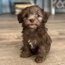 Cinnamon - Chocolate female Havanese puppy in Kerrville, Texas from Havanese on the Hill