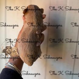 Girl 3 - Wheaten female Miniature Schnauzer puppy in Santa Ana, California from The_K_Schnauzers
