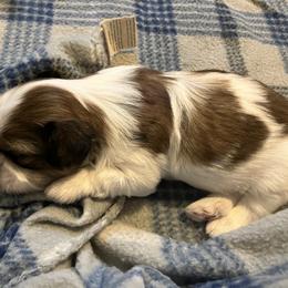 Shih Tzu Puppies from Simply Shih Tzu