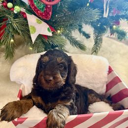 Boy 2 - Brown and white male Aussiedoodle puppy in Paradise, Texas from Diamond Z Poodles & Doodles