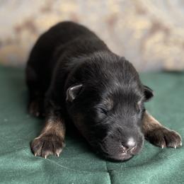 Green collar boy - Black and red male German Shepherd puppy in Coleta, Illinois from Four Leaf Farm- Vom Vierblättriges Bauernhof