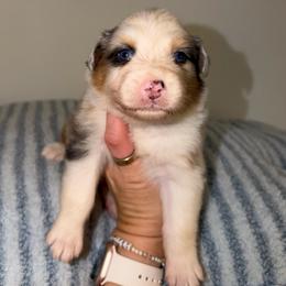Tamales - Blue merle male Australian Shepherd puppy in Anniston, Alabama from All Hale Aussies