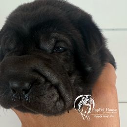 Autumn - Black female Chinese Shar-Pei puppy in Chipley, Florida from HapPei House of Wrinkles