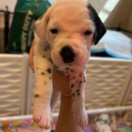 Goldberry - White and black female Dalmatian puppy in Conroe, Texas from Saint Rocco's Dalmatians