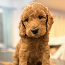 Orion - Apricot male Goldendoodle puppy in Macclenny, Florida from Baker County Goldendoodles
