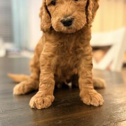 Orion - Apricot male Goldendoodle puppy in Macclenny, Florida from Baker County Goldendoodles