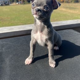 Chihuahua Puppies from Soul Healing Chihuahuas