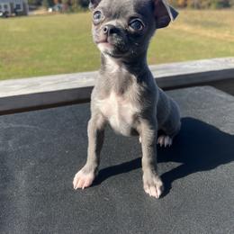 Chihuahua Puppies from Soul Healing Chihuahuas