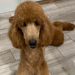 Rex - Poodle