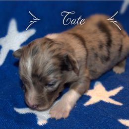 Australian Shepherd Puppies from Copper Kettle Ranch