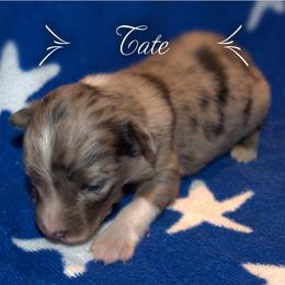 Australian Shepherd Puppies from Copper Kettle Ranch