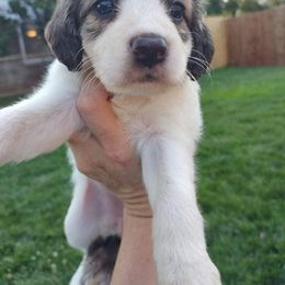 Companion Cross Puppies from Mandala Dogs