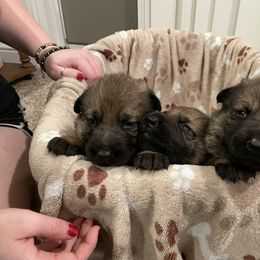 German Shepherd puppies from Von Plateau
