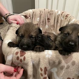 German Shepherd puppies from Von Plateau