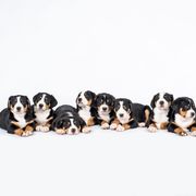 Greater Swiss Mountain Dog Puppies from Hidden Hill Greater Swiss Mountain Dogs