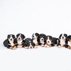 Greater Swiss Mountain Dog Puppies from Hidden Hill Greater Swiss Mountain Dogs