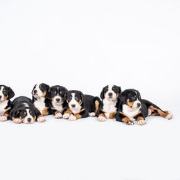 Greater Swiss Mountain Dog Puppies from Hidden Hill Greater Swiss Mountain Dogs