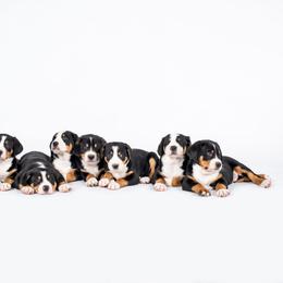Greater Swiss Mountain Dog Puppies from Hidden Hill Greater Swiss Mountain Dogs