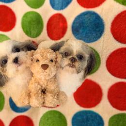 Buttercup - Shichon