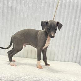 Le Messi - Blue male Italian Greyhound puppy in Vienna, Georgia from Marchwind Farm