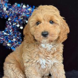Colorado - Apricot male Australian Labradoodle puppy in Washington, North Carolina from Pamlico Labradoodles