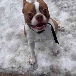Ruben - Boston Terrier