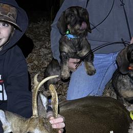Dachshunds from McCann Creek