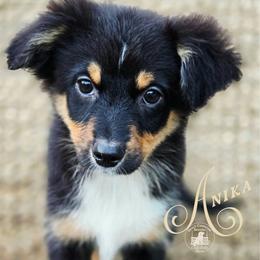 Anika - Price 1200 - Black tri female Miniature Australian Shepherd puppy in Ennis, Texas from God’s Little Aussies