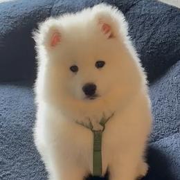 Samoyeds from High Lonesome