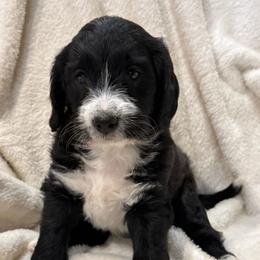 Inky - Black female Labradoodle puppy in Churchill County Fallon, Nevada from Card Family Ranch