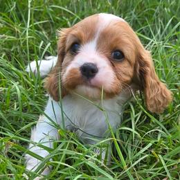Elizabeth - Blenheim female Cavalier King Charles Spaniel puppy in Sparta, Georgia from Southern Edge Therapy Ranch Cavaliers