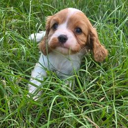 Elizabeth - Blenheim female Cavalier King Charles Spaniel puppy in Sparta, Georgia from Southern Edge Therapy Ranch Cavaliers
