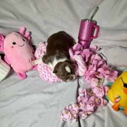 Sassy - Seal and white female Boston Terrier puppy in London, Kentucky from Puppy Love