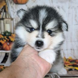 Birch - 1800 - Black and white male Pomsky puppy in Spring Hill, Florida from www.PuppyTimeEmporium.com